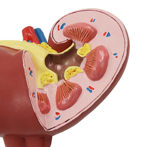 Y tế hỗ trợ giảng dạy cơ thể con người bình thường bệnh lý thận Mô hình giải phẫu PVC y tế Khoa Học Giáo Dục Đào Tạo medeasy - Product Image 3