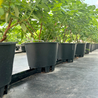 Pot Tanaman Blueberry Plastik PP Bulat Persegi Dengan Lubang Drainase 20L Kapasitas Besar Untuk Taman Luar Ruangan Alas Piramida Plastik Kaki Tinggi