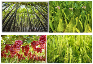 Tăng trưởng cây trồng xanh tăng cường Nitơ cao NPK 30-10-10 phân bón bột phát hành nhanh 100% các nguyên tố tan trong nước và giàu vi lượng - Product Image 5