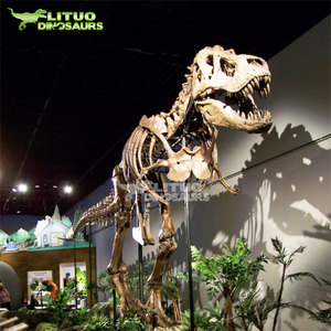Musée des sciences naturelles Modèle <span class=keywords><strong>de</strong></span> <span class=keywords><strong>squelette</strong></span> <span class=keywords><strong>de</strong></span> <span class=keywords><strong>dinosaure</strong></span> réel grandeur nature - Product Image 1