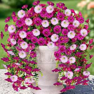 Chao Zhixin Guirlande artificielle de fleurs de glycine en plastique et soie, rose clair, rose, violet, pour décoration intérieure et jardin - Product Image 1