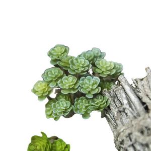 Plantes Décoratives Artificielles : Plantes Succulentes à 24 Branches, Graines Immortelles pour Mariages, Fêtes, Décoration de Jardin et Vente en Gros - Product Image 1