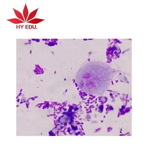 Best-seller Lames préparées Kyst of <span class=keywords><strong>Giardia</strong></span> lamblia W.M de haute qualité - Product Image 1