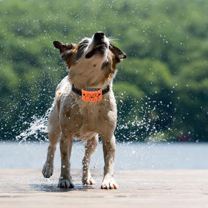 Dispositivo de ronquidos para perros, <span class=keywords><strong>Collar</strong></span> que No ladra, antiladridos - Product Image 5