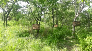 Nid d'abeilles simulé biomimétique à double étage en bois pour l'élevage des abeilles et la récolte du miel - Product Image 5