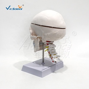 Modelo de cráneo humano blanco puro con columna cervical y modelo de anatomía cerebral - Product Image 6