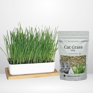 Kit d'<span class=keywords><strong>herbe</strong></span> à <span class=keywords><strong>chat</strong></span> biologique de qualité supérieure avec bol en céramique et plateau en bambou comprenant des pots de fleurs pour chats d'intérieur - Product Image 6