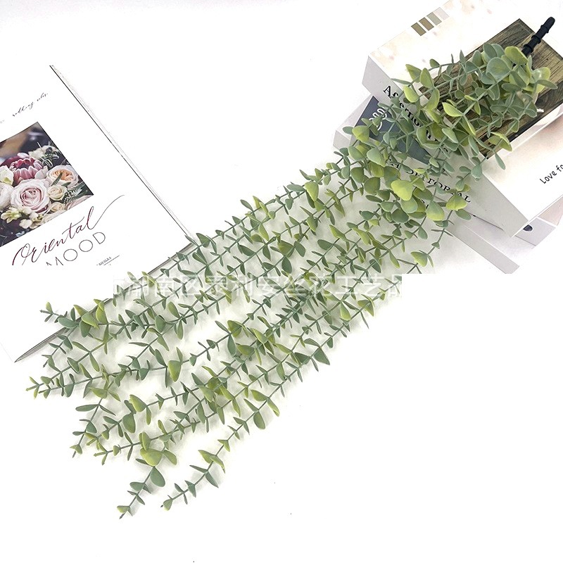 Eucalipto verde grisáceo (sin maceta)