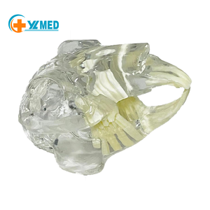 Modelo Anatómico Transparente de Dientes y Mandíbula de Perro/Gato/Conejo para Educación Dental, Uso Veterinario y Decoración - Product Image 1