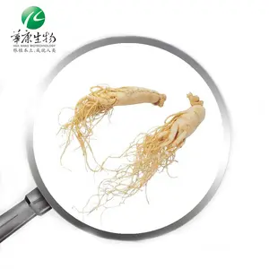 2024 New Product Boost Your Immunity with Yin Quality Ginseng-America Ginseng Extract Powder 5%-30% Ginsenosides