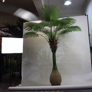 Palmier Artificiel, Palmier Artificiel à Succès, Grandes Plantes Artificielles, Décorations de <span class=keywords><strong>Palmiers</strong></span> Artificiels - Product Image 6