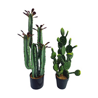 Plantation de printemps arbre Cactus pilier immortel sans épine roue céleste pilier combinaison plante en pot vieux tas succulent