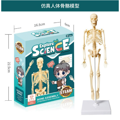 Modelo esquelético de cuerpo completo