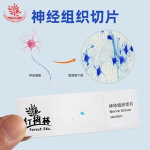 Présentation sur les quatre tissus fondamentaux du corps humain : tissu nerveux ; expérience pour l'examen d'entrée au collège - Product Image 4
