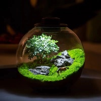 Vases en verre ronds transparents pour plantes aériennes, mousse de fougère, succulentes, terrariums, micro-paysages, avec couvercle - Vente en gros