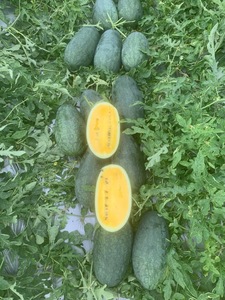 Pastèque à chair jaune fraîche |   Qualité supérieure |   Exportateur en gros du Vietnam |   Pastèque douce sans pépins / à faible teneur en pépins |   30-60 - Product Image 3