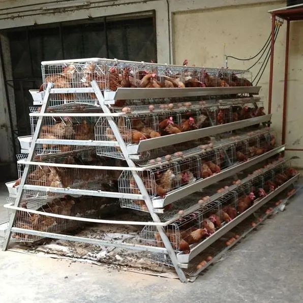 Jaula de pollo de malla de alambre galvanizado en caliente con bebederos y comederos