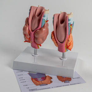 Modèle de thyroïde pathologique humaine SCIEDU Hyperthyroïdie et hypothyroïdie Système endocrinien Anatomie humaine Modèle de larynx thyroïdien - Product Image 2