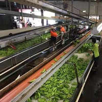Ligne de production automatique de purée de banane avec stérilisateur alimentaire, capacité de 0,5 à 50 t/h, 220 V/380 V