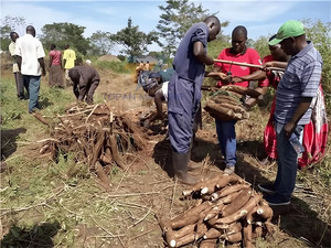 Récolteuse de manioc à deux rangs montée sur tracteur, récolteuse de pommes de terre, d'arachides et d'oignons, équipement agricole, vente chaude - Product Image 5