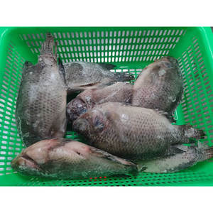 <span class=keywords><strong>ปลา</strong></span>ทิลาเปียแช่แข็งขายส่ง <span class=keywords><strong>ปลา</strong></span>ทิลาเปียดำ 400 600 ตัว <span class=keywords><strong>ปลา</strong></span>ทิลาเปียทั้งตัว ขอดถอดไส้และขอดเกล็ดแล้ว - Product Image 4