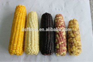 HACCP China Frozen Vegetable Whole Segment <strong>Kernel</strong> Yellow <strong>Sweet</strong> <strong>Corn</strong> Canned Frozn <strong>Corn</strong> - Product Image 2
