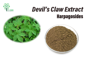 Cung cấp tự nhiên <span class=keywords><strong>Devils</strong></span> <span class=keywords><strong>Claw</strong></span> chiết xuất từ rễ bột Devil của <span class=keywords><strong>Claw</strong></span> chiết xuất 5% harpagoside - Product Image 5