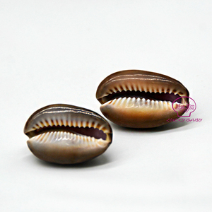 Groothandel Natuurlijke Schelpen Cowire <span class=keywords><strong>Tiger</strong></span> Eye Porceleinslak Schelpen Voor Sieraden Ontwerpers - Product Image 5