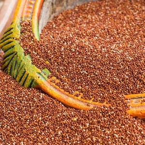 Millet en grains (Ragi) – Épice entière pour la transformation alimentaire et la cuisine – Marque SD du Madhya Pradesh - Product Image 4