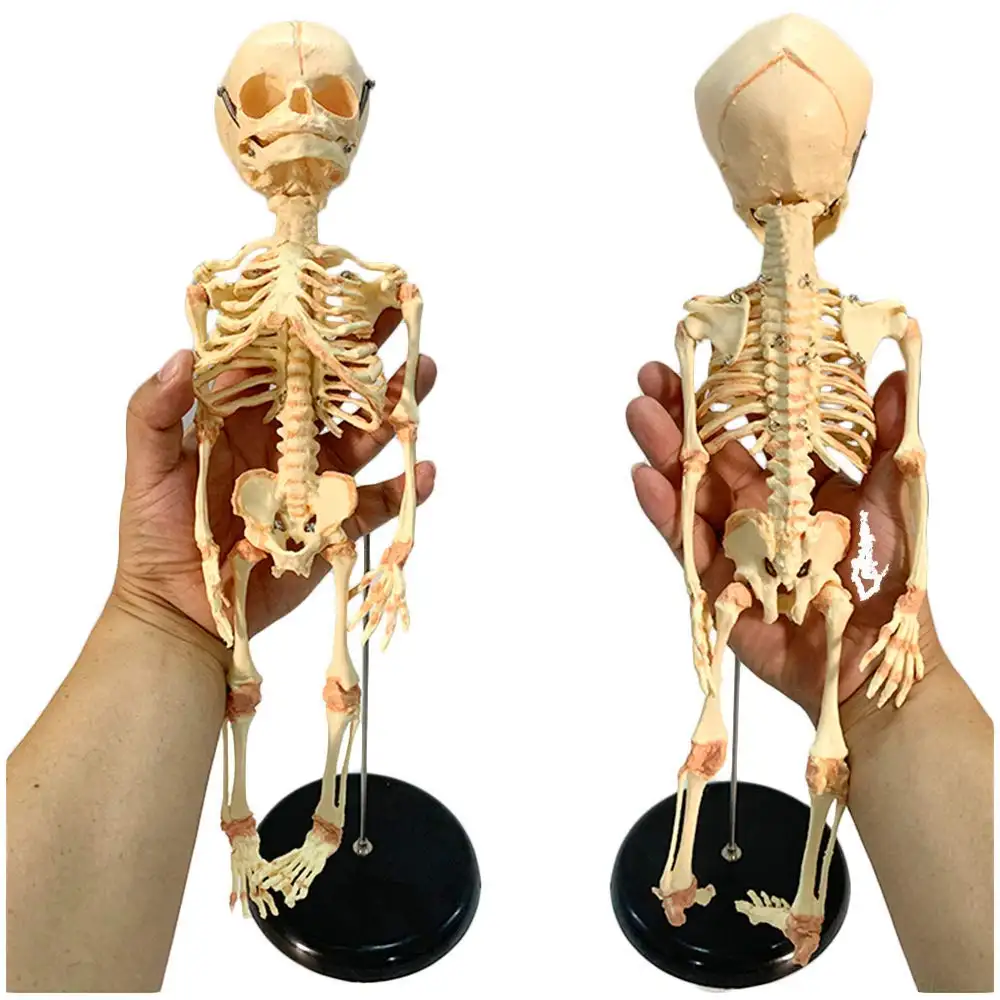KyrenMed bebek iskelet modeli Study kafatası modeli yaşam boyutu 15.7 inç Fetal bebek iskelet ortopedi anatomik modeli için çalışma
