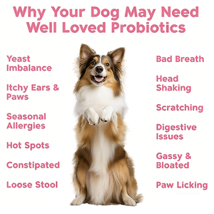 Probiotiques Flora Shield pour chiens OEM ODM à puissance maximale, avec enzymes digestives et prébiotiques, 120 comprimés à mâcher pour une <span class=keywords><strong>flore</strong></span> <span class=keywords><strong>intestinale</strong></span> saine - Product Image 5