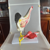 Anatomía Animal de PVC médico que enseña modelos anatómicos de pollo equipo de ciencia educativa