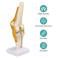 Modelo de articulación de rodilla funcional, modelo anatómico que incluye ligamento y menisco, esqueleto funcional, modelo de ciencia médica