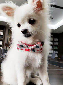 조정 가능한 럭셔리 작은 꽃 프린트 천 나비 넥타이 세트 작은 애완 동물을위한 버클이있는 우아한 애완 동물 목걸이 - Product Image 6