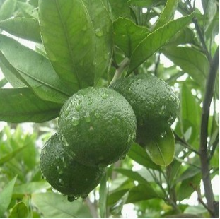 organic flavedo extract new Hesperidin