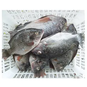 Whole Tilapia Fish Frozen Style And Sea Bass Variety Frozen Tilapia Fish