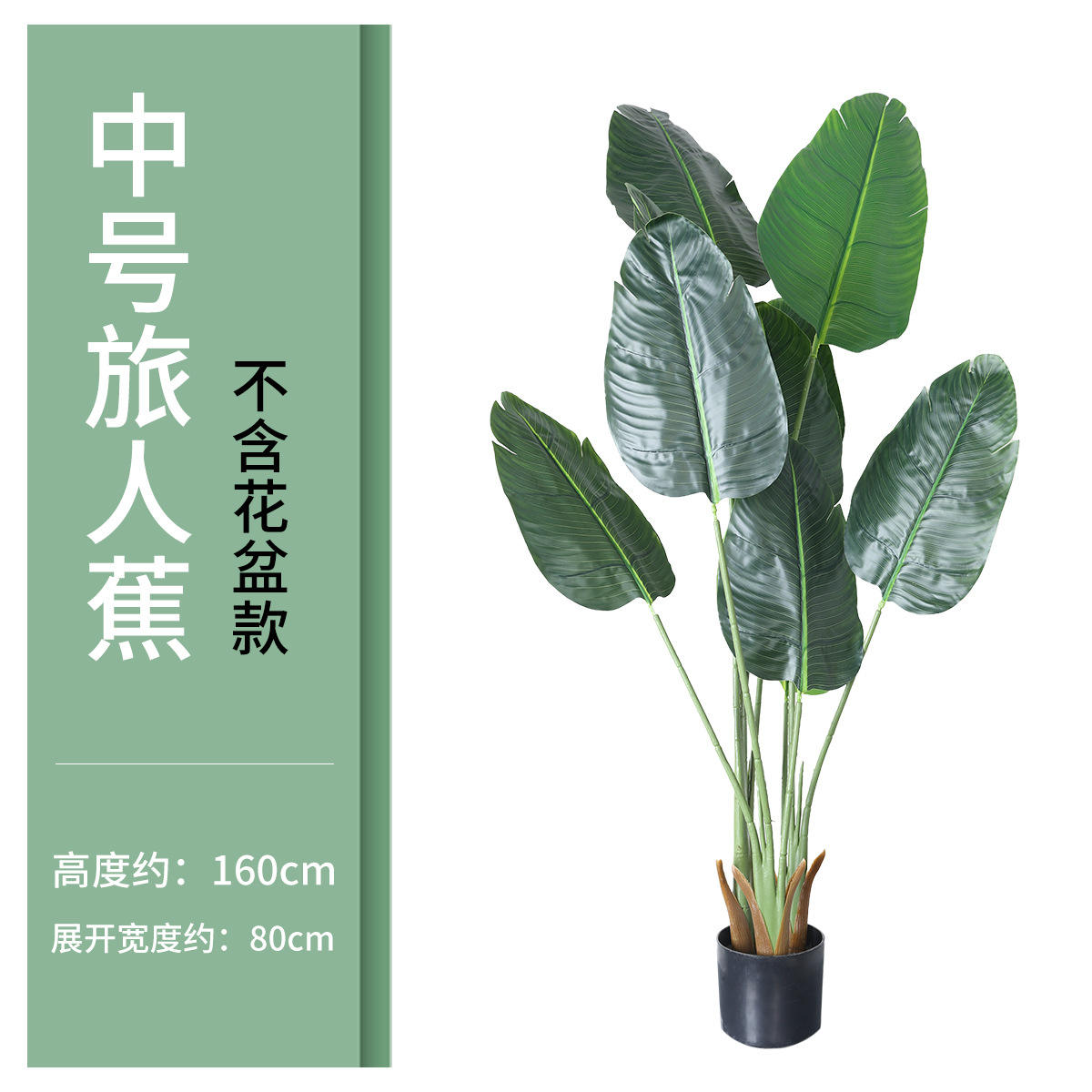 1.6 m voyageur banane bonsaï moyen