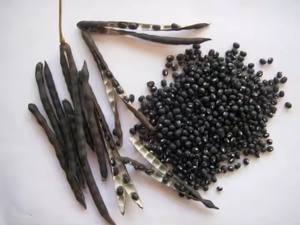 Vente en gros 25kg Sac Chines Jaune et Vert Noyau Noir <span class=keywords><strong>Prix</strong></span> du haricot mungo - Product Image 4