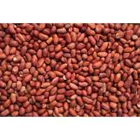 Arachides fraîches biologiques en coque, qualité alimentaire, origine américaine, emballage en vrac et personnalisation disponibles, qualité supérieure, best-seller