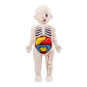 Children's science to teach humanorgan structure model DIY assembled medical early education toy humanorganmo