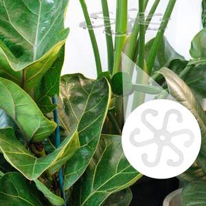 6 pièces <span class=keywords><strong>support</strong></span> de tige de <span class=keywords><strong>support</strong></span> de tige de <span class=keywords><strong>plante</strong></span> avec trous acrylique <span class=keywords><strong>plante</strong></span> treillis piquets stabilisateur de <span class=keywords><strong>plante</strong></span> <span class=keywords><strong>support</strong></span> de feuille et <span class=keywords><strong>support</strong></span> d'escalade - Product Image 6