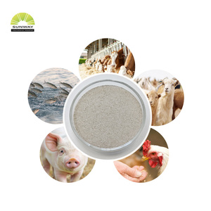 Sunway phytase Enzyme bột cho thức ăn gia cầm | phytase 5000/10000 thức ăn lớp - Product Image 6