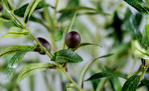 S02317 Vente en gros de plantes artificielles avec pot Arbres artificiels bon marché Arbre en plastique décoratif Arbre artificiel d'olivier à vendre - Product Image 5