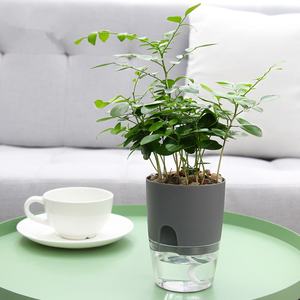 Maceta Inteligente Transparente para Cultivo Hidropónico en Interiores, Maceta Inteligente de Plástico al por Mayor, Macetas con Autorriego - Product Image 3