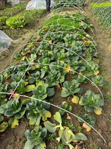 <span class=keywords><strong>Arceaux</strong></span> de <span class=keywords><strong>serre</strong></span> de jardin en fibre de verre, cadre de soutien amovible pour la culture des plantes, <span class=keywords><strong>arceaux</strong></span> de tunnel bas pour la protection contre les intempéries et les ravageurs - Product Image 3