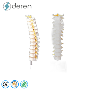 Modello di Colonna Vertebrale Flessibile di Alta Qualità con Pelvi e Teste Femurali <span class=keywords><strong>Mobili</strong></span> per Dimostrazioni di Fisioterapia - Product Image 1