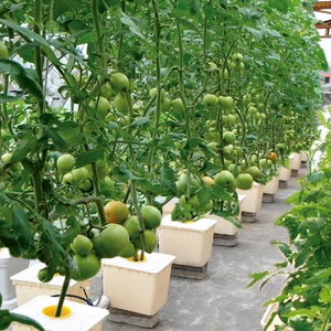 Small Hydroponic Growing System with Bato Bucket Drip Irrigation Dutch Bucket - Product Image 2