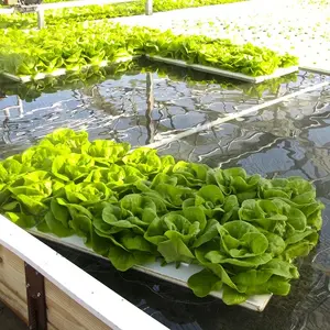 Balsa flotante hidropónica DWC, balsas flotantes de invernadero de tamaño personalizado para cultivar verduras en invernadero comercial