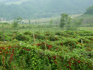 Fornecimento de Armazéns nos EUA/UE de Pó de Extrato Natural de Schisandra Chinensis com 9% de Schisandrin - Product Image 2