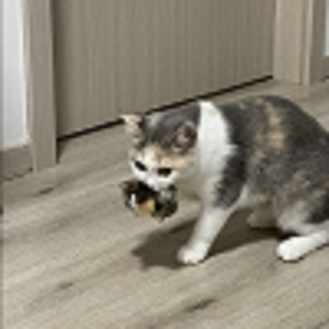 2025 Milieuvriendelijke Luxe Kattenhond Interactief Speelgoed Klappende Vleugels Mus Simulatie Vogel Pluche Geluidseffecten Fluffy - Product Image 3